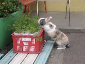 ショコラ　つまみぐい